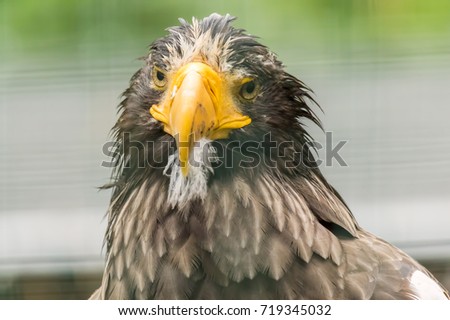 gray sea eagle
