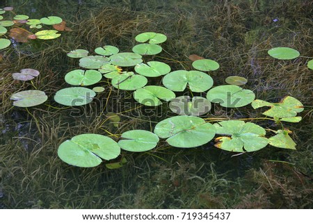 Lilly pads on clear river water with grasses below on the St. Lawrence river