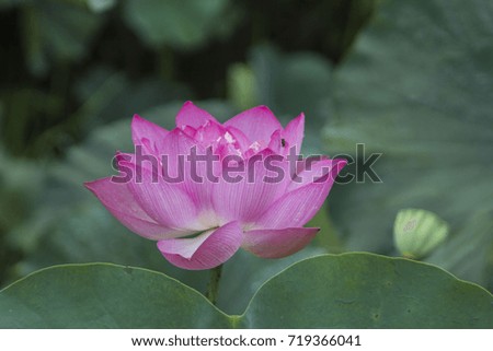 Pink lotus at the lake in Thailand 