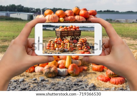 Woman take photo of big pile of pumpkins on a harvest festival by phone