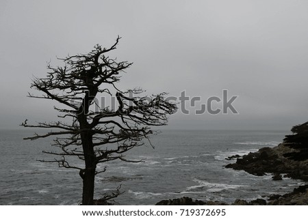 Silhouette of a dry tree on the coast along 17 miles of road