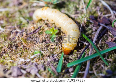 Big white caterpillar on a green background
