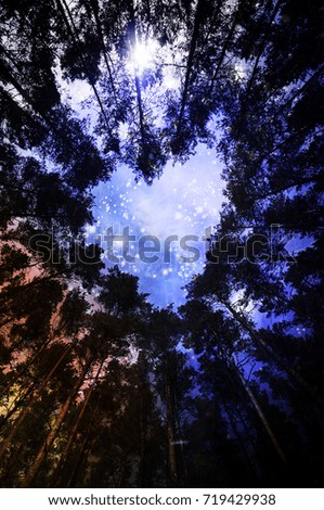 night sky with stars in the forest