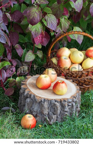 Basket with apples in the autumn in the garden