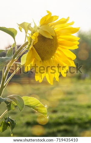 summer background with sunflowers