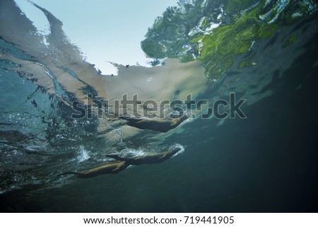 Giant River Otter, Pteronura brasiliensis, bottom view.