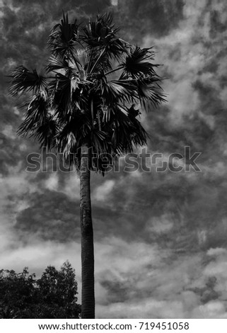 Monochrome Sugar Palm Tree on Dark Cloudy Sky / Mysterious Concept for Halloween Theme 