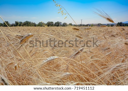 Wheat Field and Sky