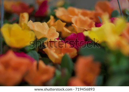 Selective focus in the pot of beautiful and colorful flower.