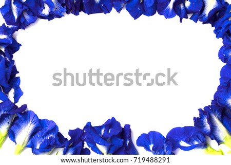 butterfly pea lined frame On a white background. Copy space