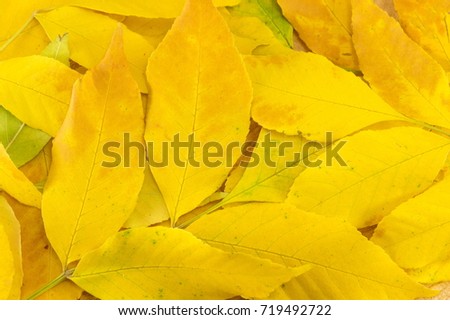 Yellow autumn leaves on natural wooden background