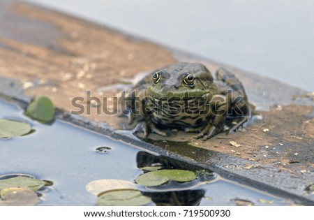 closeup of a spotted frog sits in a pond among the water lilies