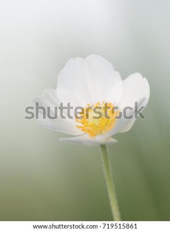 Beautiful spring white flower on a meadow
