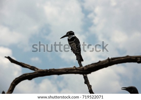Pied Kingfisher on dry tree with cloudy sky background