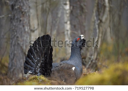 WESTERN CAPERCAILLIE MALE IN TAIGA FOREST