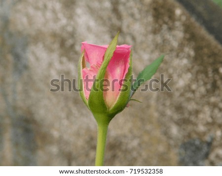 pink rose the symbol of love  