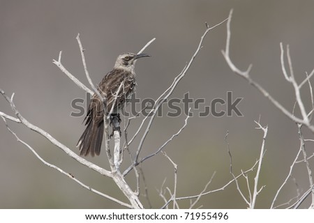 EspaÃ?Â?Ã?Â±ola Mockingbird (Mimus macdonaldi), also known as the Hood Mockingbird, on Espanola Island, Galapagos.