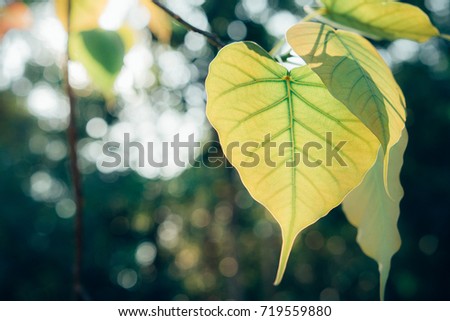 Beautiful Green Bo leaf on background with sunrise,Leaves of Buddhism concept