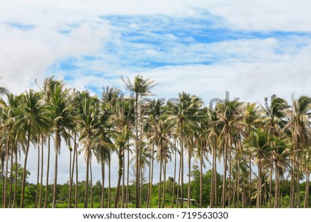 Sky with clouds and coconut trees.