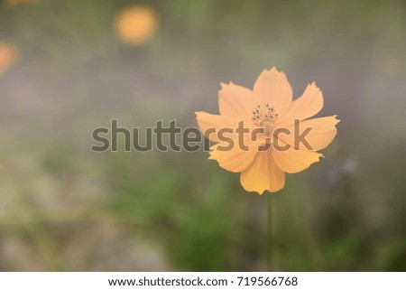 Purple, yellow cosmos flowers in the garden with soft blurred background 