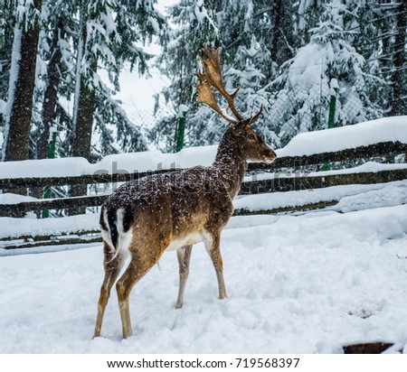 Deer in the forest in winter
