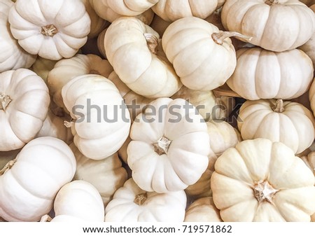 Up close view of a collection of seasonal White Mini Pumpkins 