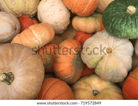 An up-close view of a collection of colorful seasonal Pumpkins, Gourds, and Squash 