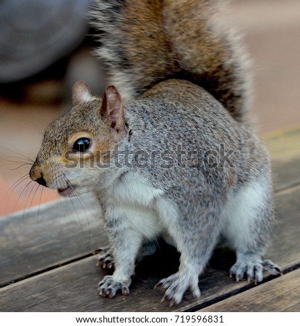Squirrel jumps on tables