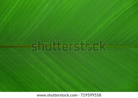The leaves of the banana tree textured background