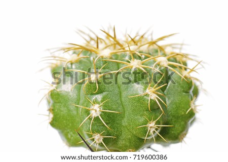 a macro closeup of a beautiful round green thorny cactus with sharp needles and thorns isolated on white