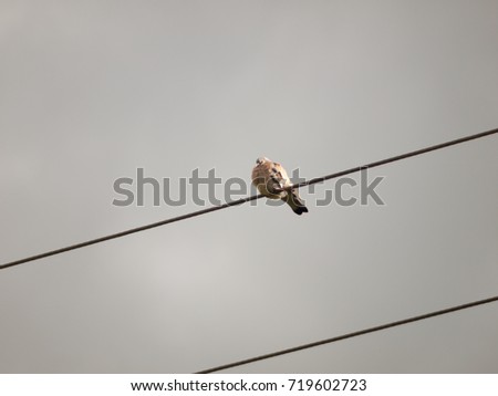 close up of pigeon sitting alone on a wire in the sky
