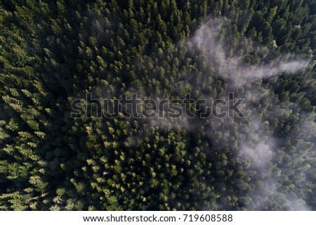 Beautiful view from the air to the Carpathian Mountains, covered with pine forest with clouds in the foreground. Ukraine, Europe. Concept ecology protection. Top view