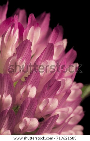 Beautiful pink clover flower
