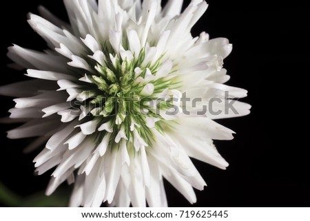White clover flower