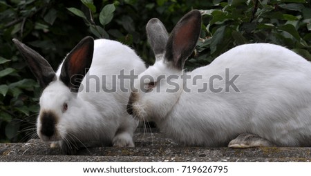 Female rabbit of the Californian breed on a blurred green background