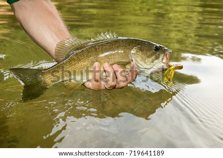Close up on a freshly caught smallmouth bass ith a flure and hook in its mouth in the hand of a fisherman displaying it over the water in the river Royalty-Free Stock Photo #719641189