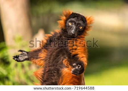 A red ruffed lemur in the Artis Zoo in Amsterdam the Netherlands. Royalty-Free Stock Photo #719644588