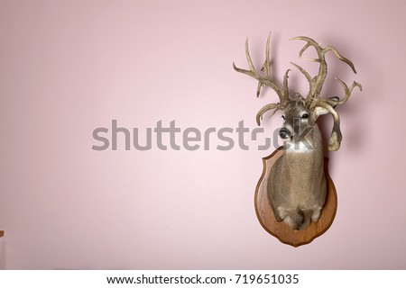 A taxidermy mounted stag head with antlers on a blank pink wall with copy space. Royalty-Free Stock Photo #719651035