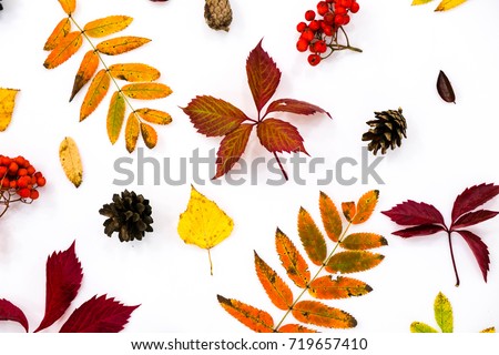 Pile of autumn leaves, pine cones nuts over white background. collection beautiful colorful leaves border from autumn elements. top view, copy space.