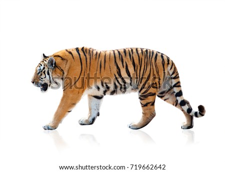Bengal tiger walking, isolated over a white background