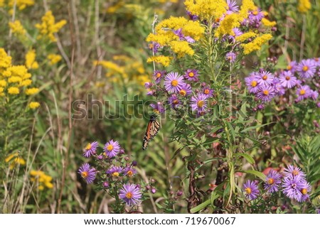 Monarch Butterfly Resting On A Purple New England Aster Flower In Ontario At The Start Of Autumn Royalty-Free Stock Photo #719670067