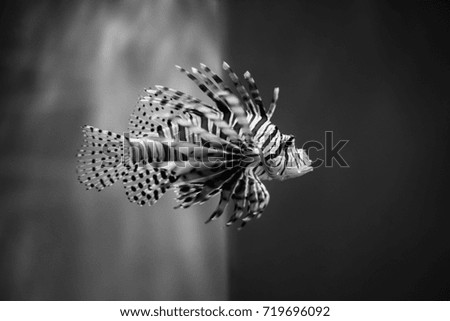 Lion fish, Pterois volitans black and white.