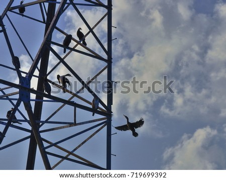 Flock of ducks resting on the electric tower