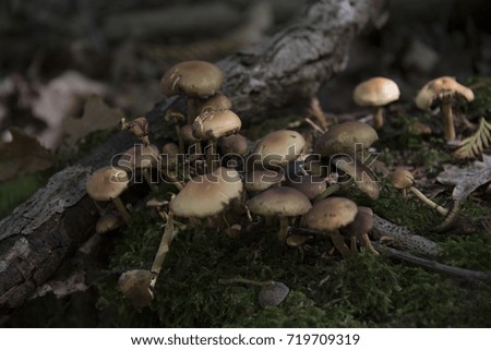 Mushrooms growing in woodland