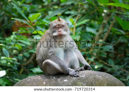 Portrait of Monkey relax sit on the rock in forest, Monkey Forest Ubud, Bali, Indonesia
