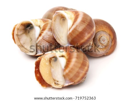 Edible snails (escargot) on white background