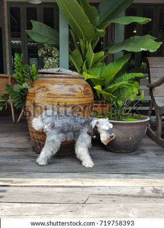 Dog pee beside glazed water jar with dragon pattern on the old wood floor. Royalty-Free Stock Photo #719758393