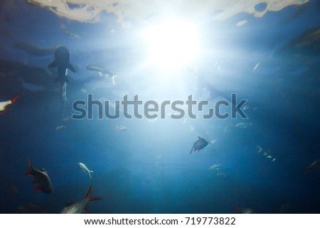 Fish swimming underwater background.