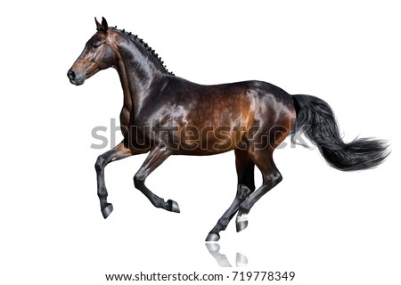 Bay stallion run gallop isolated on white background Royalty-Free Stock Photo #719778349