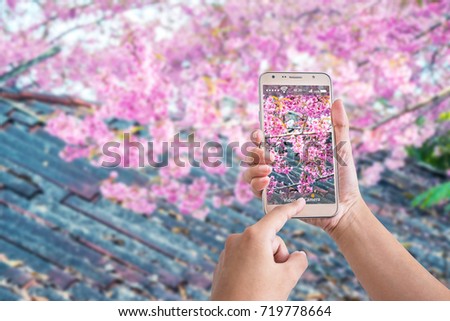 Female taking phone picture of cherry-blossom or sakura in garden 
